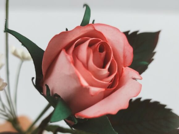 Paper Flower Two Tone Rose Bud Template: 3D SVG & Paper Flowers